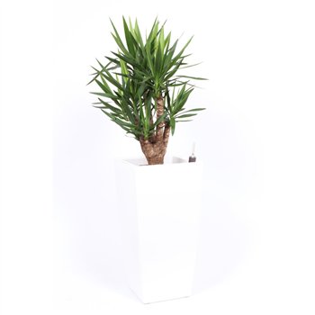 Juka elephantipes branched - Piza pot Wit 160 cm fi40 cm Q5523