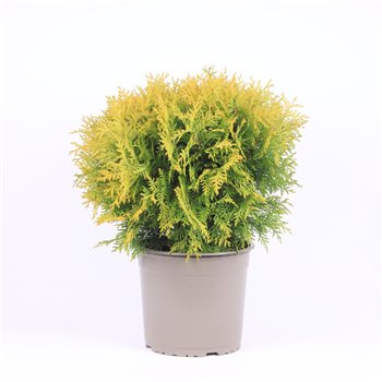 Thuja occ  golden globe 50 cm fi23 cm Q5773