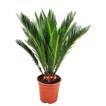 Palma Cikas revoluta 70 cm fi17 cm Q6031