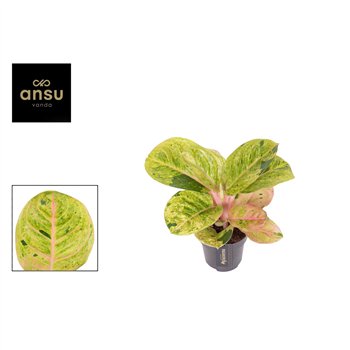 Aglaonema apple fantasy 35 cm fi12 cm Q141
