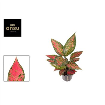 Aglaonema strawberry baby 30 cm fi12 cm Q142