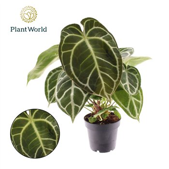 Anthurium Chrystallinum 1 fl 35 cm fi12 cm Q510