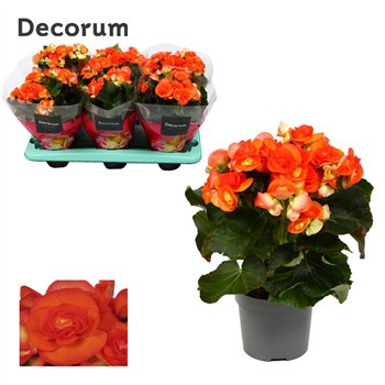 Begonija elatior du  reina oranje decorum 32 cm fi13 cm Q948
