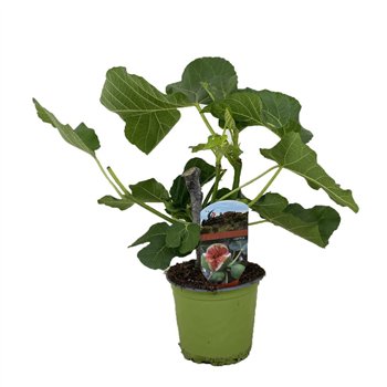Fikus carica 30 cm fi14 cm Q2314