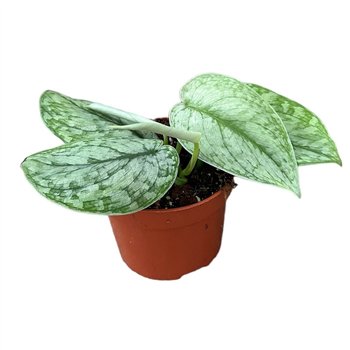 Scindapsus silver splash 2.5 cm fi10.5 cm Q5892