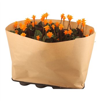Kalateja crocata tassmania 5 6 flower papierwikkel 45 cm fi14 cm Q1314