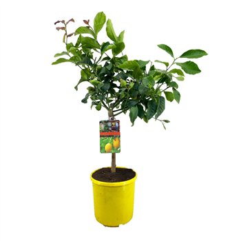 Citrus lemon on stem 80 cm fi21 cm Q3141