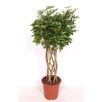 Šeflera arboricola gold capella kokerstam  10 pp 10 pp 10 pp 120 cm fi27 cm Q6453
