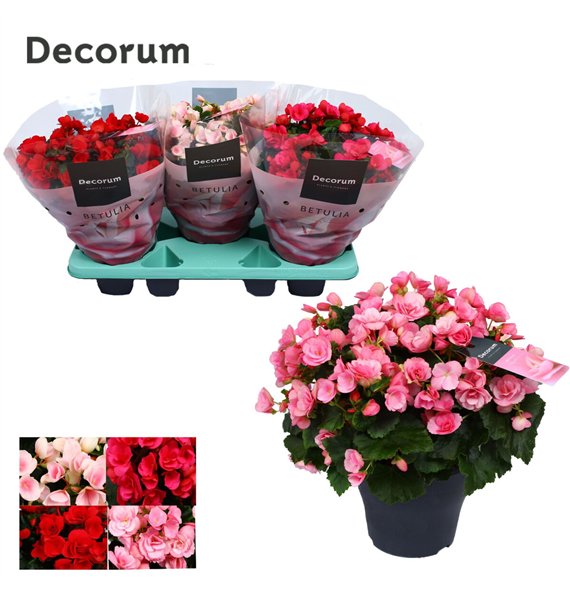 Begonija elatior and betulia mix decorum 2 pp 35 cm fi19 cm Q991 Begonija elatior and betulia mix decorum 2 pp 35 cm fi19 cm Q991