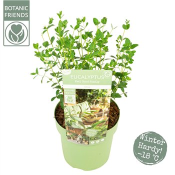 Evkaliptus parvula parvifolia oliva 40 cm fi19 cm Q3276