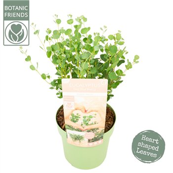 Heesters Evkaliptus websteriana botanic hearts 40 cm fi19 cm Q3470