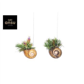 Tillandsia Shelly Cube Ring hanging (Los) 30 cm fi10 cm Q6265