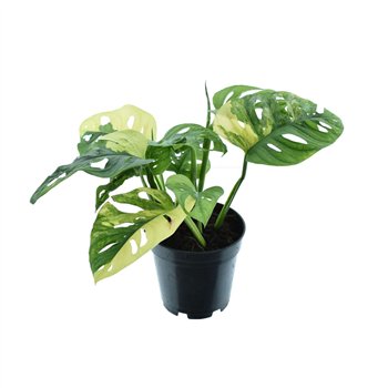 Monstera adansonii aurea variegated 30 cm fi14 cm Q4583