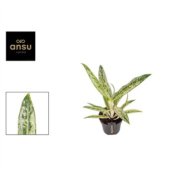 Aglaonema matcha lemon 45 cm fi12 cm Q200