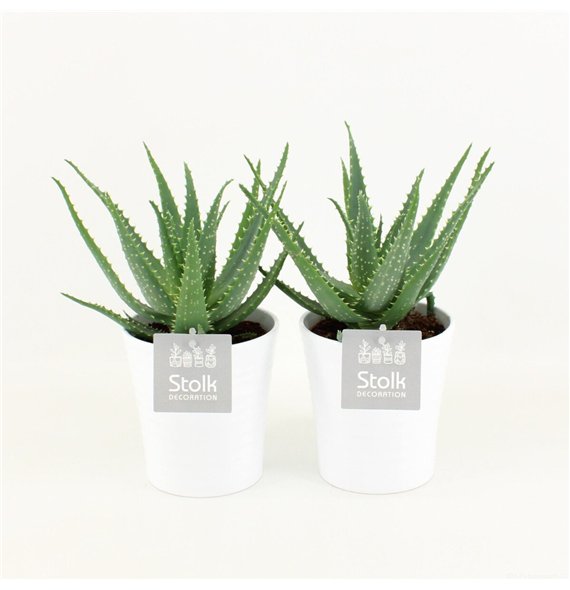 Aloe arborescens in liv ceramic 30 cm fi13 cm Q327 Aloe arborescens in liv ceramic 30 cm fi13 cm Q327