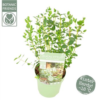 Evkaliptus parvula parvifolia oliva 35 cm fi15 cm Q3283