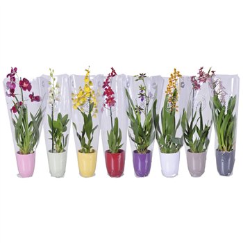Orchidee mix 1 stems morellips in colored ceramic with ML sleeve 55 cm fi14 cm Q4654