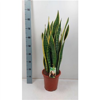 Taščin jezik - Sanseveria trifasciata laurentii Taščin jezik - Sanseveria Laurentii - extra dik 80 cm fi24 cm Q1788
