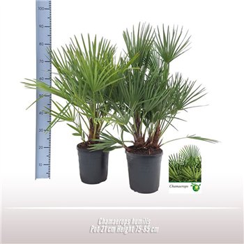 Chamaerops humilis vulcano 75 cm fi21 cm Q2268