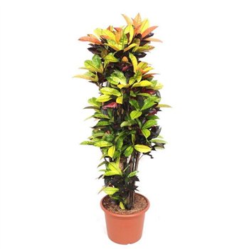 Kroton variegatum mrs iceton branched 170 cm fi40 cm Q2348