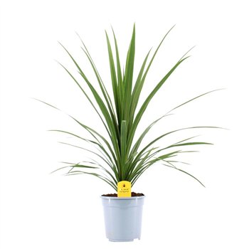 Cordyline peko Verde 95 cm fi21 cm Q2376