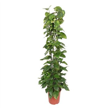 Epipremnum aureum zuilvorm on rek 160 cm fi27 cm Q2828