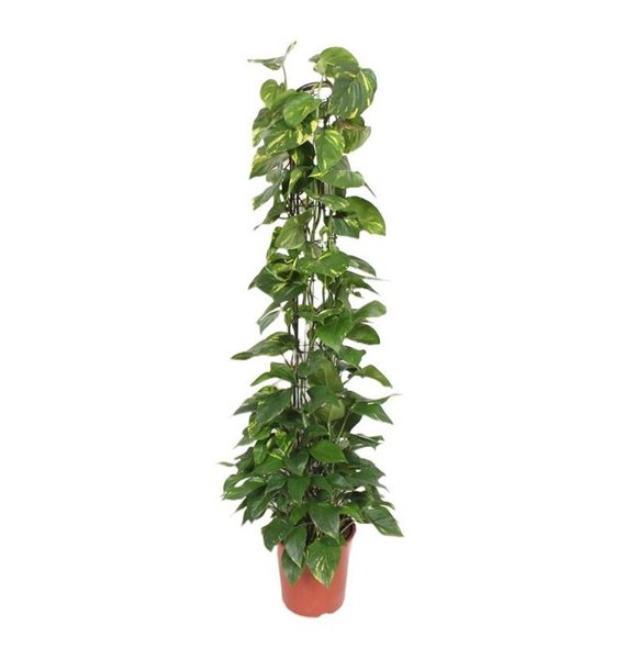Epipremnum aureum zuilvorm on rek 160 cm fi27 cm Q2828 Epipremnum aureum zuilvorm on rek 160 cm fi27 cm Q2828