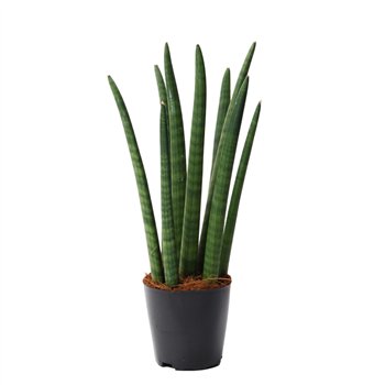 Taščin jezik - Sanseveria cylindrica 40 cm fi12 cm Q1483