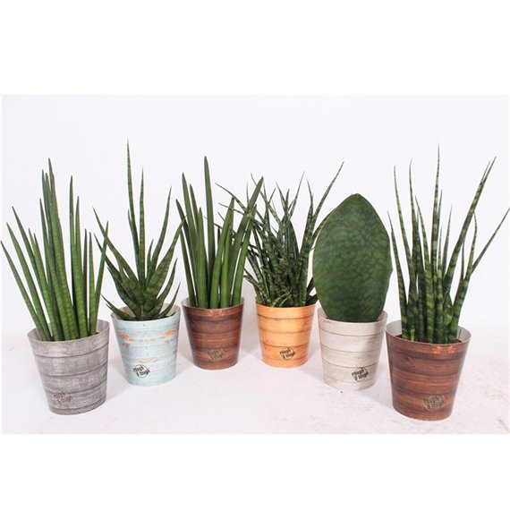 Taščin jezik - Sanseveria cylindrica luxe mix in rough & tough cup 40 cm fi12 cm Q1790 Taščin jezik - Sanseveria cylindrica luxe mix in rough & tough cup 40 cm fi12 cm Q1790