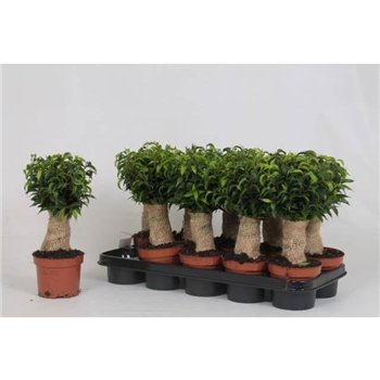 Fikus benjamina natasja Fikus Natasja Jute 30 cm fi12 cm Q2922