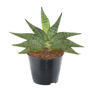 Taščin jezik - Sanseveria helios 30 cm fi8.5 cm Q1562