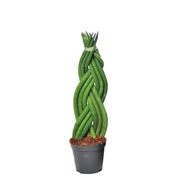 Taščin jezik - Sanseveria cylindrica twist 30 cm fi8.5 cm Q1724
