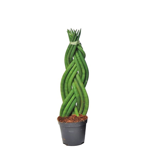 Taščin jezik - Sanseveria cylindrica twist 30 cm fi8.5 cm Q1724 Taščin jezik - Sanseveria cylindrica twist 30 cm fi8.5 cm Q1724