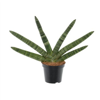 Taščin jezik - Sanseveria cylindrica skyline 33 cm fi8.5 cm Q1725