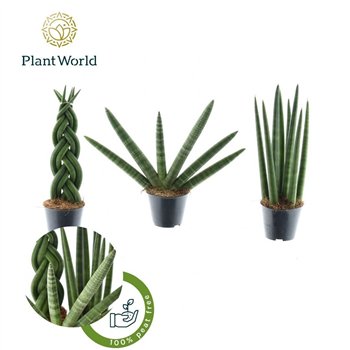 Taščin jezik - Sanseveria cylindrica gibson 30 cm fi8.5 cm Q1727
