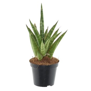 Taščin jezik - Sanseveria cylindrica starshooter 25 cm fi8.5 cm Q1728