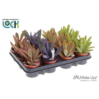 Kalanhoja tomentosa Make Upz Mix 15 cm fi8.5 cm Q4272