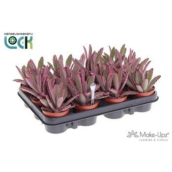 Kalanhoja tomentosa Make Upz Pink 15 cm fi8.5 cm Q4273