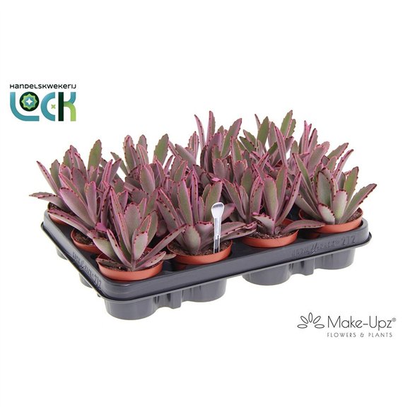 Kalanhoja tomentosa Make Upz Pink 15 cm fi8.5 cm Q4273 Kalanhoja tomentosa Make Upz Pink 15 cm fi8.5 cm Q4273