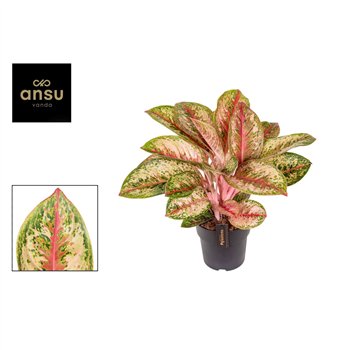 Aglaonema painted celebration 50 cm fi19 cm Q209