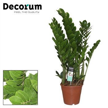 Zamija zamiifolia decorum 85 cm fi21 cm Q5975