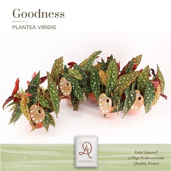 Begonija maculata Spotlight Green Maculata Spotlight Green P14 DolcAmore® Terracotta ceramic 5 pp 15 cm diameter 35 cm fi14 cm Q