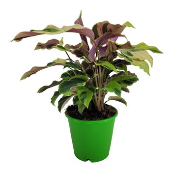 Kalateja fusion yellow 35 cm fi14 cm Q2010