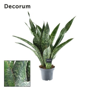 Sanseveria trifasciata aubrytniana dragon decorum 45 cm fi14 cm Q1486