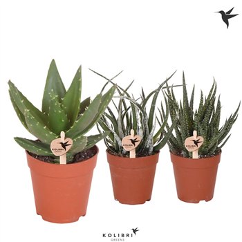 Aloe mix Kolibri Greens Sukulente aloe mix cm diameter 1 pp 23 cm fi9 cm Q309