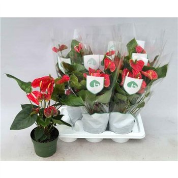 Anthurium andr  madural Anthu An Madural 6+ 50 cm fi17 cm Q704