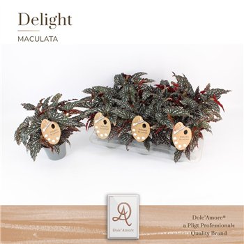 Begonija maculata Spotlight Dark Maculata Spotlight Dark P14 DolcAmore® Etiket 12 stems plnt 5 pp 35 cm fi14 cm Q1019