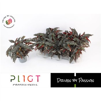 Begonija maculata Spotlight Dark Maculata Spotlight Dark P14 Botanic Line 10 stems plnt 5 pp 35 cm fi14 cm Q1020