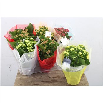 Kalanhoja blossfeldiana rosalina mixed Kalan Double Mix 27 cm fi12 cm Q4441