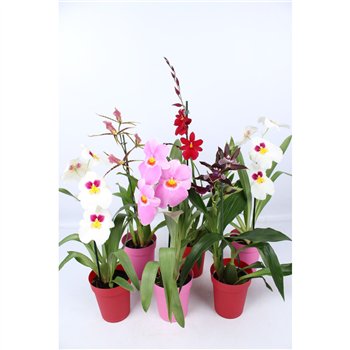 Orchidee mix 1 stems with rode and roze kunstof pot 55 cm fi12 cm Q4586